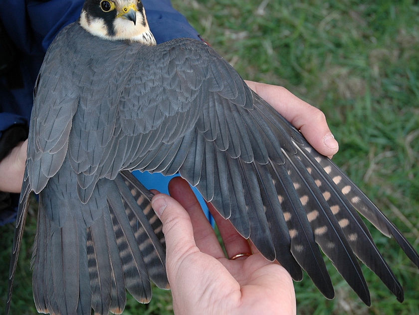 Eurasian Hobby, Sundre 20060506